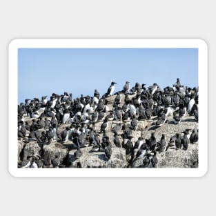 Guillemots on the Farne Islands - Northumberland, UK Sticker